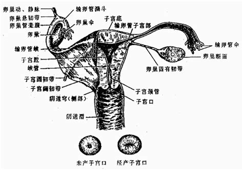 女人洞|解剖学高清图谱 女性生殖系统